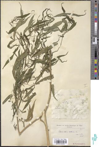Digitised herbarium sheet with a mounted leafy Cannabis sativa plant and two labels, one handwritten and one printed.