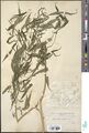 Thumbnail for version as of 05:34, 16 September 2026