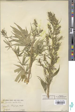 Digitised herbarium sheet with two leafy Cannabis stems, one with broad leaves and one with a dense female flowering top, a handwritten Kew label at the lower left and a printed Brussels herbarium label at the lower right.