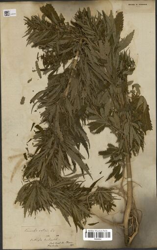 Digitised herbarium sheet with a large, densely leafy Cannabis sativa plant with its root, a handwritten label at the lower left and a printed Herb. E. Cosson label at the upper right.