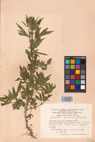 Digitised herbarium sheet with one bushy, much-branched leafy Cannabis plant with its roots, a colour chart at the right and a printed label at the lower right.