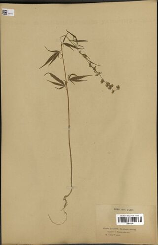 Digitised herbarium sheet with a slender single Cannabis stem with its root, a few palmate leaves and open flower clusters at the top, and a printed Paris museum label.