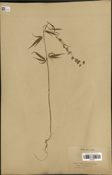 File:Farges s.n. specimen P06781390.jpg