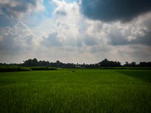 Typical landscape around Patlakhawa, West Bengal - India