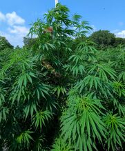 Tall cannabis plants in a field with a measuring pole and blue sky