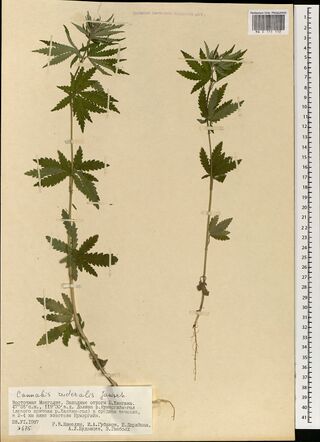 Digitised herbarium sheet with two slender leafy Cannabis stems with palmate leaves, one with its roots, and a typed label at the lower left.
