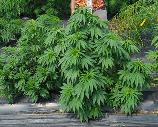 Short, dense, broad-leafed cannabis plants on plastic mulch, beside a measuring pole