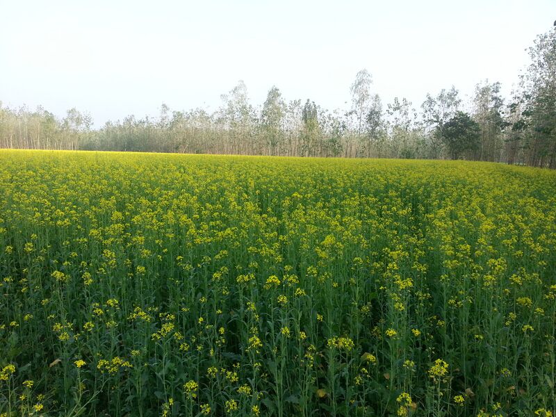 File:Western-Terai-Sankari-ka-rasta-panoramio-1.jpg