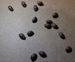 Dark mottled cannabis seeds scattered on a grey surface