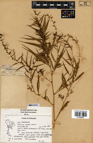 Digitised herbarium sheet with a slender, narrow-leaved Cannabis sativa plant in fruit, an older Thai label and a Flora of Thailand label.