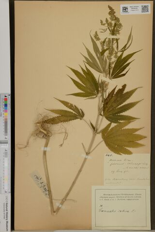 Digitised herbarium sheet with a tall uprooted Cannabis plant with large palmate leaves and a flowering top, a handwritten German field slip and a small tag on the stem, and a printed museum label at the lower right.