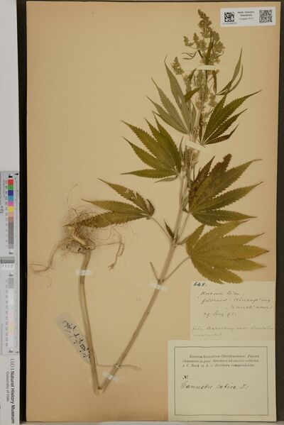File:Bock 668 specimen O-V-2164525.jpg