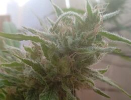 Close view of a cannabis flower with pink-tinged pistils