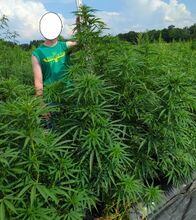 Cannabis plants reaching the chest of a person whose face is masked out