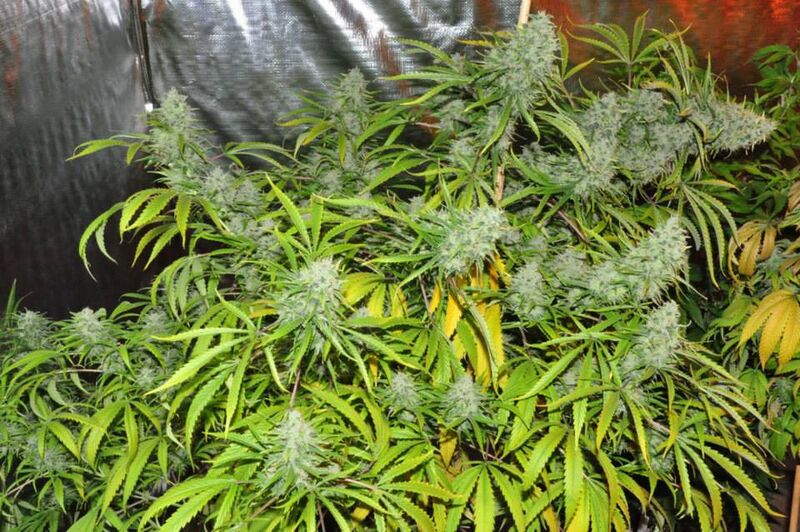 Cannabis plants in flower, with resin-covered flower clusters among narrow leaflets.