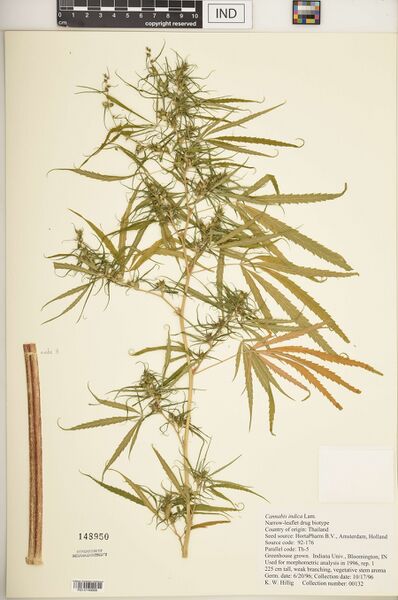 File:Hillig 00132 specimen IND0149688.jpg