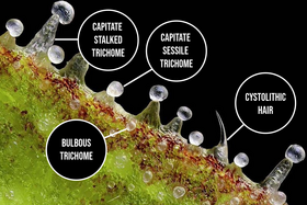 Zoomed image of a fresh Cannabis sativa sugar leaf surface showing capitate-stalked, sessile capitate, bulbous trichomes and cystolithic hairs, each indicated by labels.