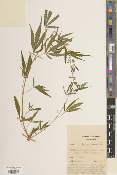 File:Ward 6218 specimen E01459338.jpg