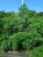 Row of tall cannabis plants on black mulch with trees behind