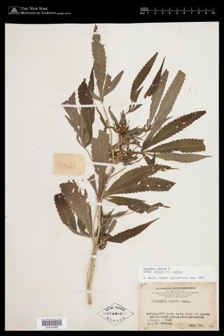 Digitised herbarium sheet with a leafy Cannabis stem with fruit clusters in the leaf axils and a bilingual printed Academia Sinica label.