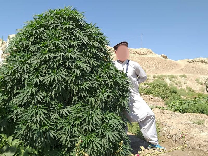 File:KHA Balkh Hash Plant 2.jpg