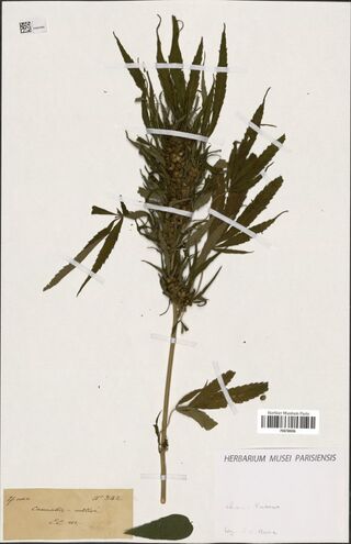 Digitised herbarium sheet with a single Cannabis stem with a dense top of fruiting clusters among narrow-leafleted leaves, an old handwritten label, a Paris museum label and a loose broad leaf of another plant at the foot.