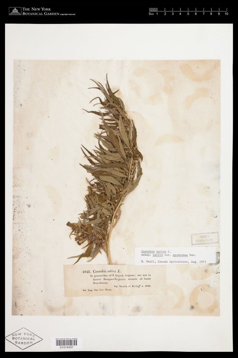 A herbarium sheet with a single dense, plume-like cannabis top bearing many narrow leaves, a printed label and a typed slip at the lower right.