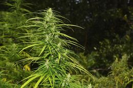 Tall, slender flower top rising against dark foliage