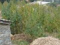 Thumbnail for version as of 04:07, 18 September 2026