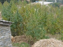 Stand of cannabis plants next to a stone wall, with cut straw in front