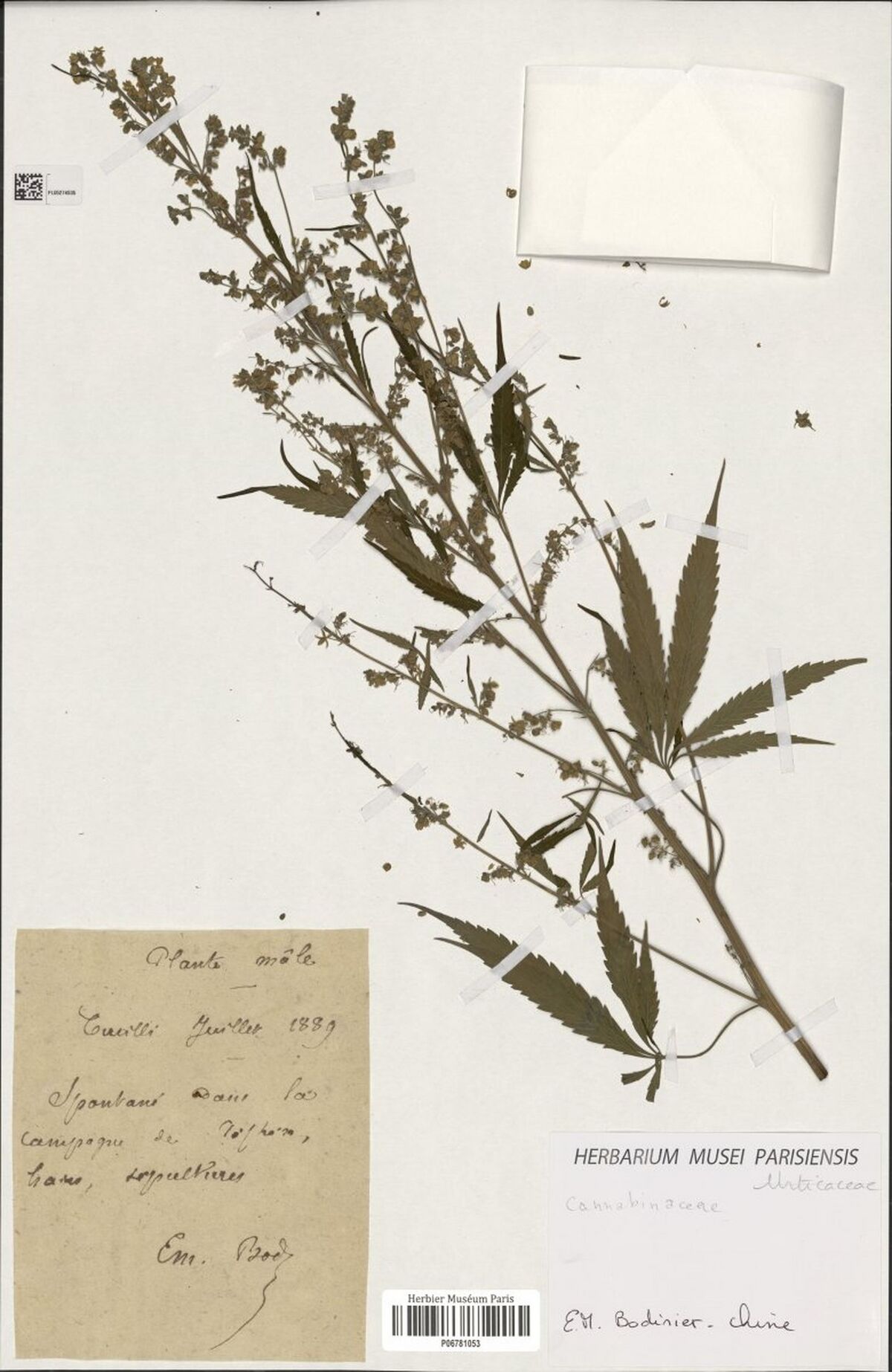 Digitised herbarium sheet with a tall branched Cannabis stem with open flower clusters, a handwritten French note, a fragment packet and a Paris museum label.