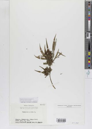 Digitised herbarium sheet with a short Cannabis shoot with dense flowering clusters and narrow leaves, a printed Makino Herbarium label and a DNA sampling slip at the foot, and a second printed label at the lower right.