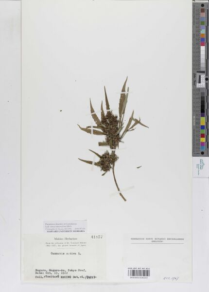 File:Makino s.n. specimen BR0000023200203.jpg