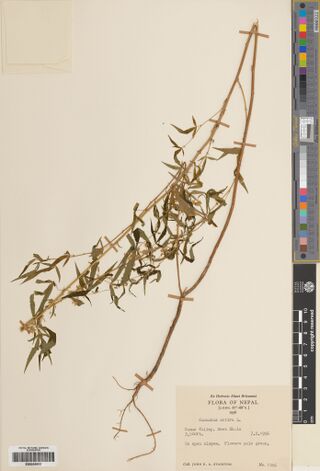 Digitised herbarium sheet with a single slender, branched Cannabis stem with narrow leaflets and a typed Flora of Nepal label at the lower right.