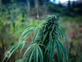 A flowering female cannabis plant showing palmate compound leaves and pistillate inflorescence.
