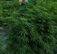 Beldia-Moroccan-Ketama-cannabis-landrace-Beldia-scaled.jpg