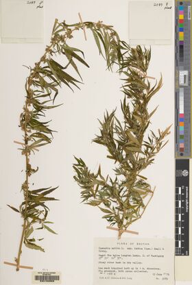 Digitised herbarium sheet with two low, much-branched Cannabis plants arching across it, two packets at the top and a typed Flora of Bhutan label at the lower right.