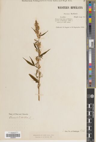 Digitised herbarium sheet with a single slender Cannabis stem and a printed Western Himalaya collection label.