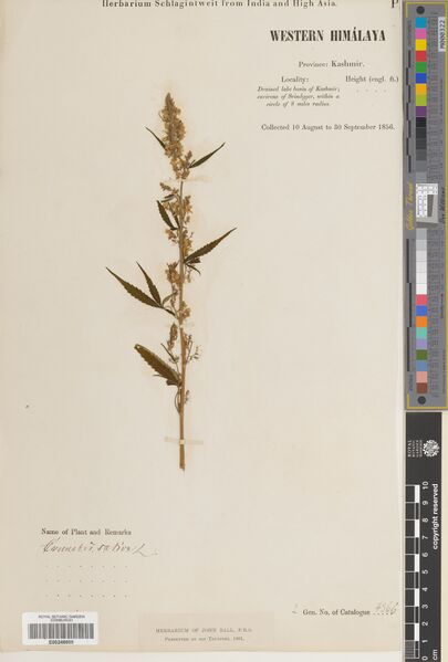 File:Schlagintweit 4366 specimen E00248605.jpg