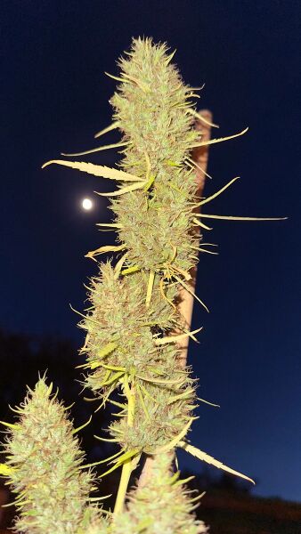 File:KHA 80s Durban Poison 2.jpg