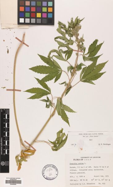 File:Edmondson 833 specimen E00405500.jpg