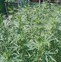 Dense stand of cannabis plants inside a mesh enclosure