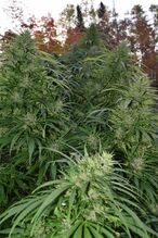 Tall flowering cannabis plants outdoors in front of trees in autumn colour