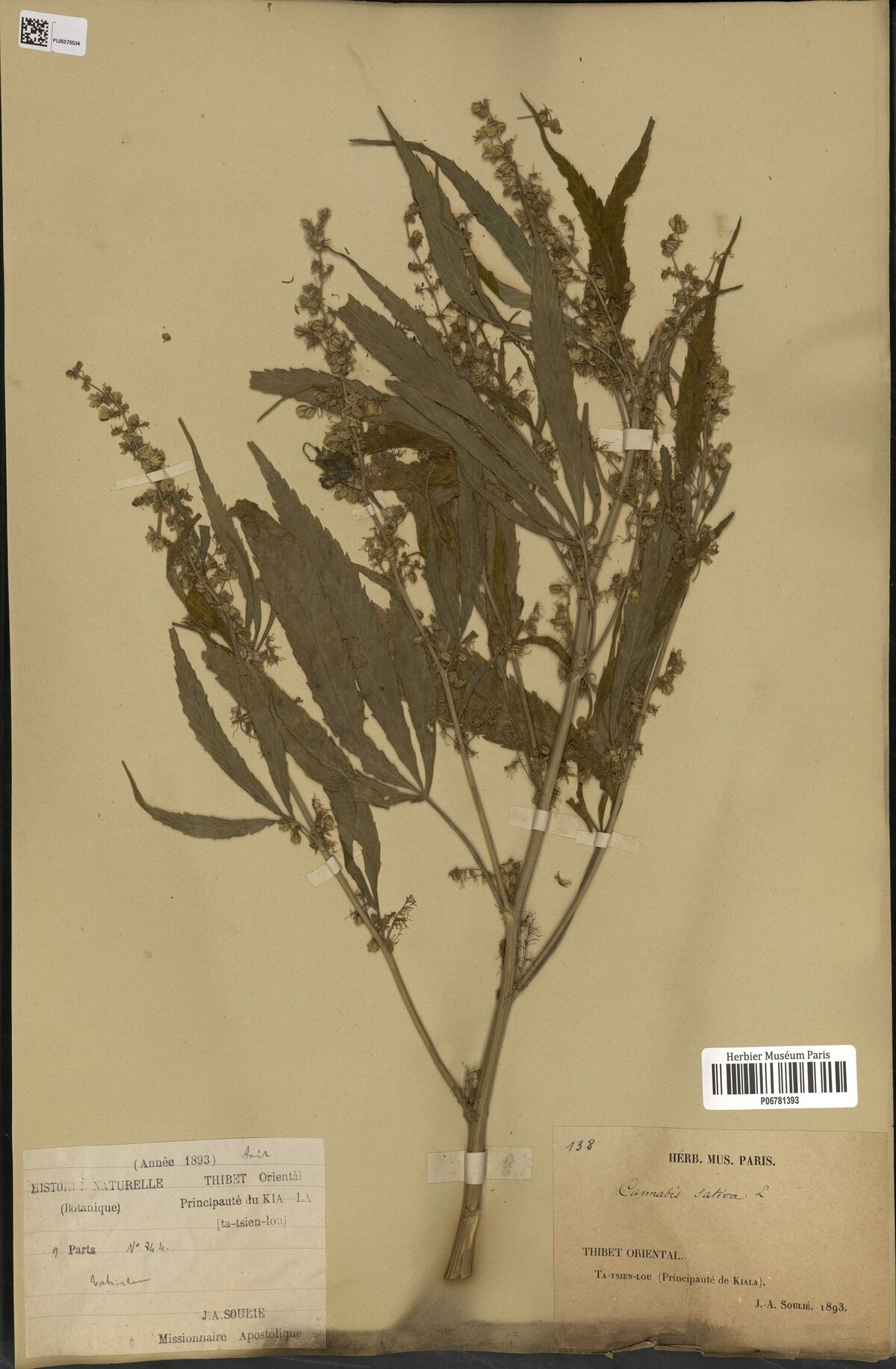 Digitised herbarium sheet with a branched Cannabis flowering stem with open flower clusters and narrow leaflets, a printed field label of the Kia-la principality and a Paris museum label.