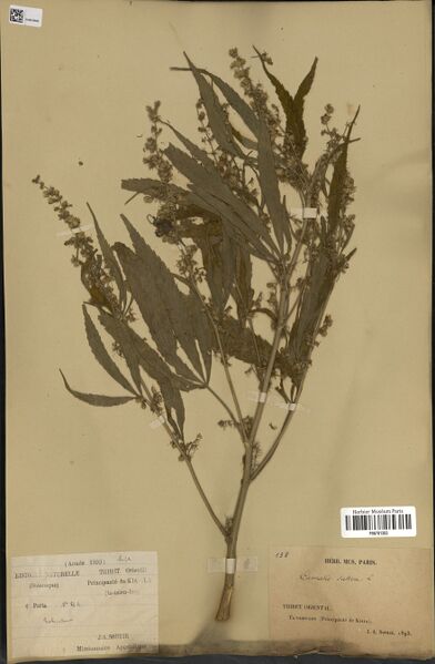 File:Soulié 844 specimen P06781393.jpg