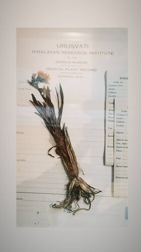 Pressed flowering plant with long narrow leaves and roots on a printed form headed Urusvati Himalayan Research Institute, Medical Plant Record, with blank field labels beside it