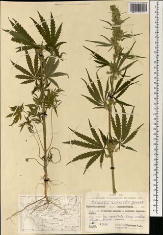 Digitised herbarium sheet with two leafy Cannabis stems with large palmate leaves, one pulled up with its roots and one with a flowering top, a printed Mongolian label and a small map of Mongolia at the foot.
