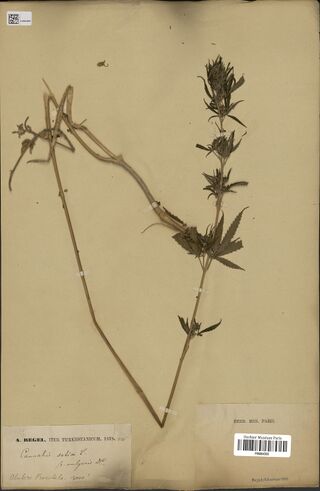 Digitised herbarium sheet with a long, bent Cannabis stem ending in a flowering top of crowded leafy clusters, and a printed Iter Turkestanicum label.
