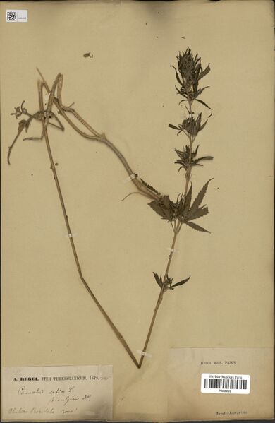 File:Regel s.n. specimen P06884309.jpg