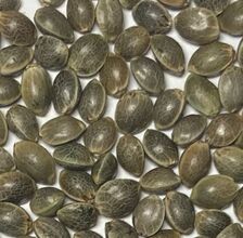 Close view of grey-brown, mottled cannabis seeds